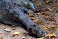 Close-up shot of an asian crocodile head