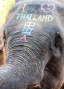 Close-up shot of Asian elephant head Royalty Free Stock Photo