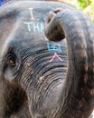 Close-up shot of Asian elephant head Royalty Free Stock Photo