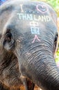 Close-up shot of Asian elephant head Royalty Free Stock Photo