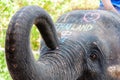 Close-up shot of Asian elephant head Royalty Free Stock Photo