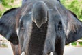Close-up shot of Asian elephant head Royalty Free Stock Photo
