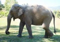 Asian female elephant Royalty Free Stock Photo
