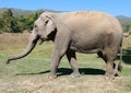 Asian female elephant Royalty Free Stock Photo