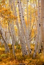 Aspen trees in autumn time Royalty Free Stock Photo