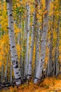 Close up shot of Aspen trees in autumn time