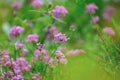 Close-up shot of Asperula hirsuta flowers