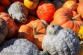 Close up shot of assorted pumpkins in the market