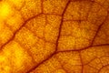 Autumn leaf details with backlit lighting