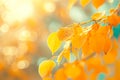 Close-up shot of Autumn leaves with bokeh lights background, vibrant colors Royalty Free Stock Photo