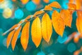 Close-up shot of Autumn leaves with bokeh lights background, vibrant colors Royalty Free Stock Photo