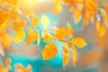 Close-up shot of Autumn leaves with bokeh lights background, vibrant colors Royalty Free Stock Photo