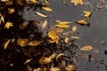 Autumn Leaves In Puddle Of Water Royalty Free Stock Photo