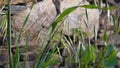 Close up shot of Avena sterilis , a species of grass weed whose seeds are edible. Meadows in the Himalayan region of Uttarakhand