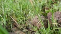 Close up shot of Avena sterilis , a species of grass weed whose seeds are edible. Meadows in the Himalayan region of Uttarakhand