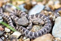 Close-up shot of baby coin snake