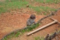 Close-up shot of a baby monkey next to a pickaxe on the ground