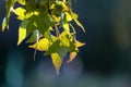 Close up shot of backlit maple leaves Royalty Free Stock Photo