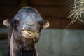 Close-up shot of a Bactrian camel chewing grass on a blurred background