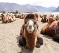 Close-up shot of a Bactrian species of double humped camel Royalty Free Stock Photo