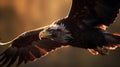 Close up shot of Bald Eagle Haliaeetus Leucocephalus white head flying catching a prey