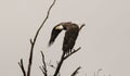 Close-up shot of a bald eagle perched on the branch of a dead tree Royalty Free Stock Photo