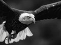 A close-up shot of a bald eagle's head and neck, in black and white Royalty Free Stock Photo