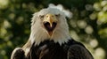 A close-up shot of a bald eagle's open mouth, ready to scream or feed Royalty Free Stock Photo