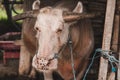Close up shot of balinese cattle