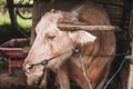 Close up shot of balinese cattle