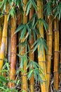 Bamboo close up