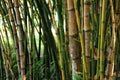 Close up shot of bamboo trees texture in Bangkok Royalty Free Stock Photo