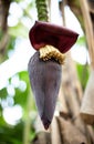 Banana blossom tear-shaped maroon or purplish flowers