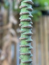 Close up shot of banana tree flower stem Royalty Free Stock Photo