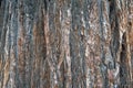 Close-up shot on bark texture of cedar tree Royalty Free Stock Photo