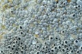 Close Up Shot Of A Barnacle Royalty Free Stock Photo