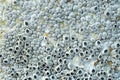 Close Up Shot Of A Barnacle Royalty Free Stock Photo