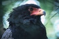Close-up shot of a bateleur's head with a blurry background Royalty Free Stock Photo