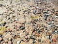 Close up shot of the beach sand covered in small rocks Royalty Free Stock Photo