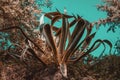 Close-up shot of a beautiful Agave succulent plant with prickly leaves against a blue sky Royalty Free Stock Photo