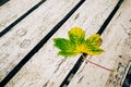 Close-up shot of a beautiful autumn leaf on a wooden bench. Royalty Free Stock Photo