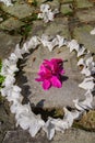 Close up shot of the beautiful Azalea flower form a heat shape figure