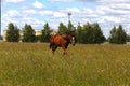 Close up shot of beautiful bay pony grazing in the Shropshire countryside