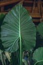 Alocasia leaf close up Royalty Free Stock Photo