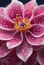 close - up shot of beautiful blossoming flowersclose - up shot of beautiful blossoming flowerspink flower with water droplets. hig Royalty Free Stock Photo