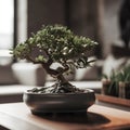 beautiful bonsai tree that is placed on a sleek modern table