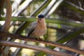 Close up shot of beautiful brahminy  starling Royalty Free Stock Photo