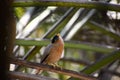 Close up shot of beautiful brahminy  starling Royalty Free Stock Photo