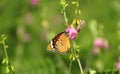 Close up shot of beautiful butterfly on Green grass. Royalty Free Stock Photo