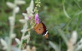 Close up shot of beautiful butterfly on Green grass. Royalty Free Stock Photo